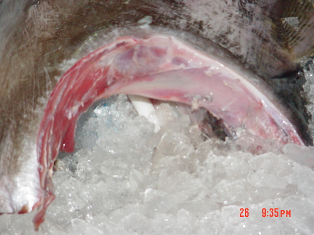 Fresh yellowfin tuna packed in ice for cold-chain delivery from Oman to Miami